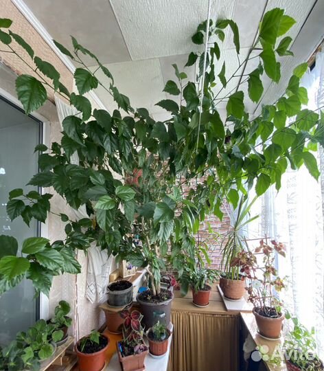 Гибискус китайская роза