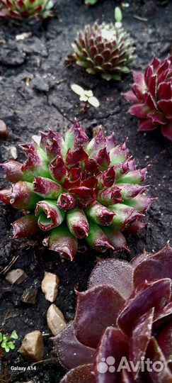 Каменные розы.Молодило