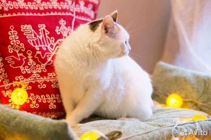 Машенька хочет стать счастливой