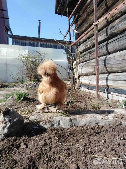 Шелковые куры