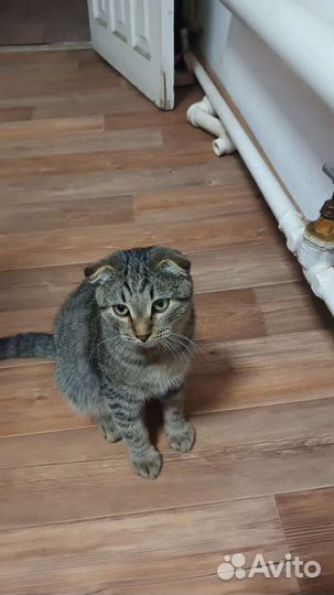 Вислоухий котик