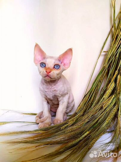 Девон-рекс котятки