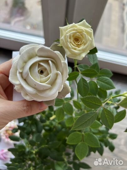 Зефирные цветы / букет из зефира