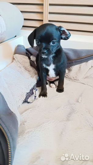 Той-терьер щенки