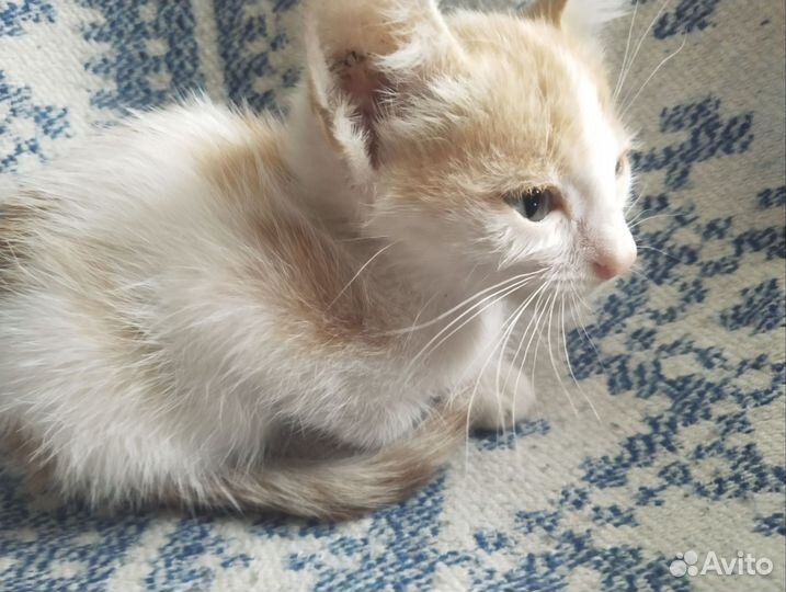 Рыженькая кошечка