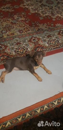 Вязка собак той терьер той терьер годик