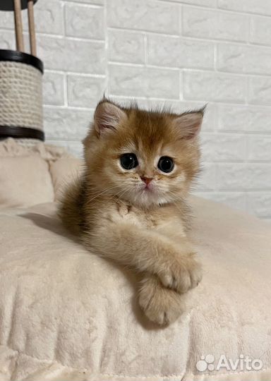 Золотая девочка