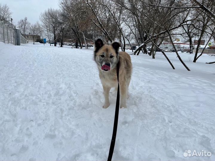 Собака в добрые руки нежная девочка