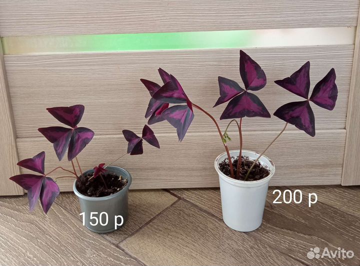 Оксалис (Кислица)