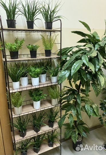 Цветы в горшочках для декора папоротник осока лава