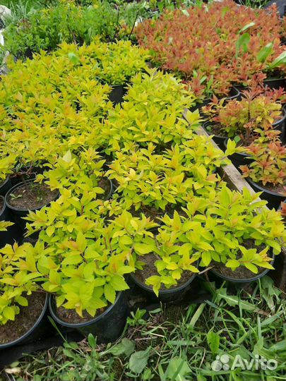 Спирея японская 