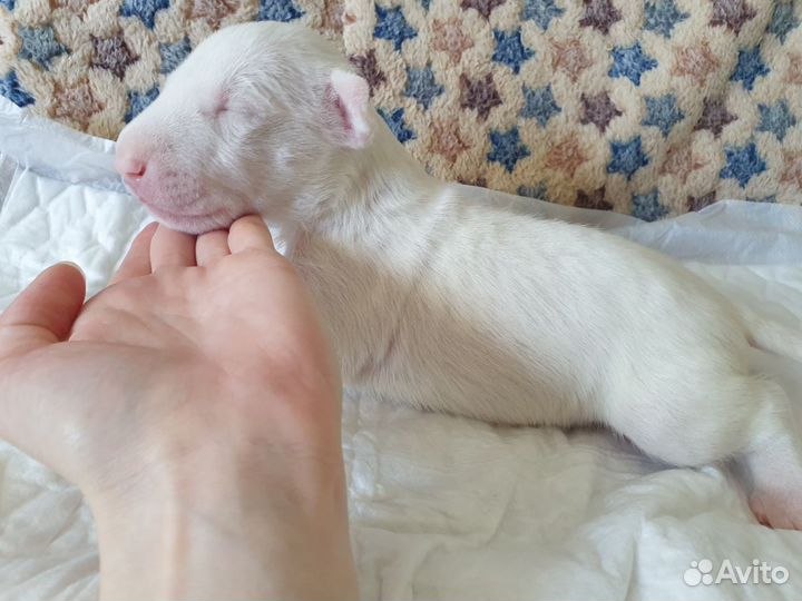 Щенки стандартного бультерьера