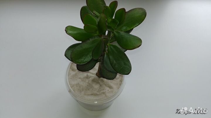 Толстянка Крассула овата, или денежное дерево