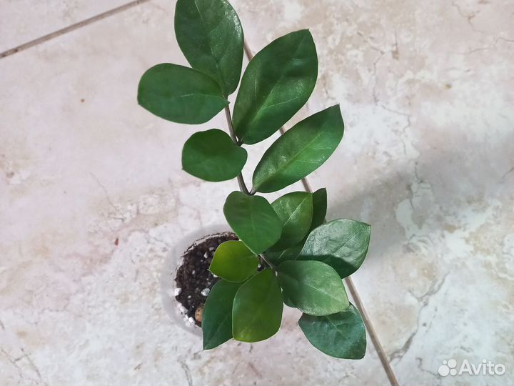 Замиокулькас,фикус Лирата