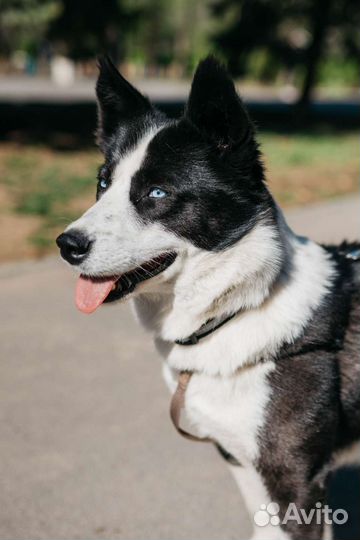 Лайка метис