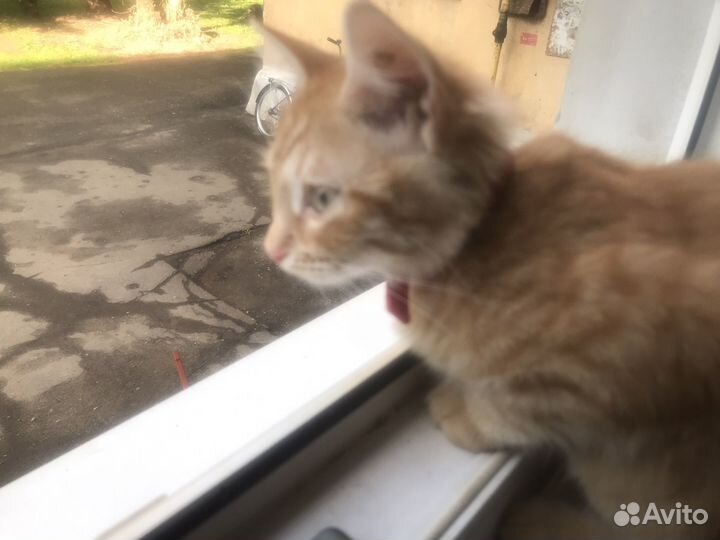 Котик,Рыжик''