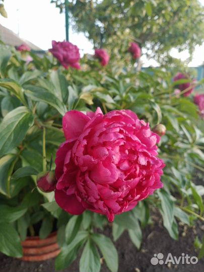 Пионы саженцы