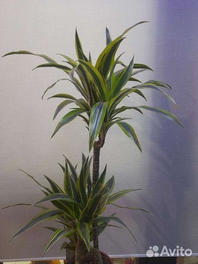 Драцена лимон лайм 90 см с доставкой
