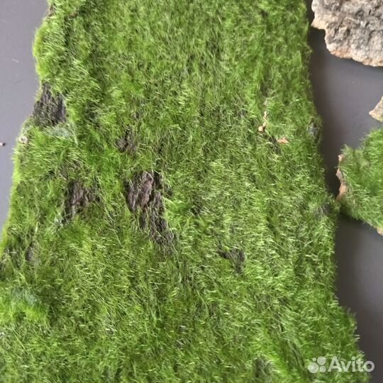 Фон для фото. Комплект. Мох и кора дерева