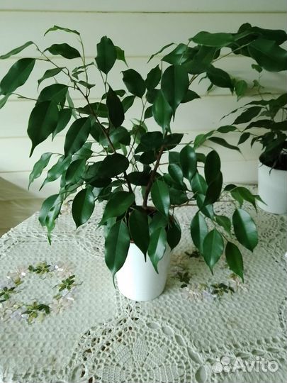 Фикус бенджамина большой