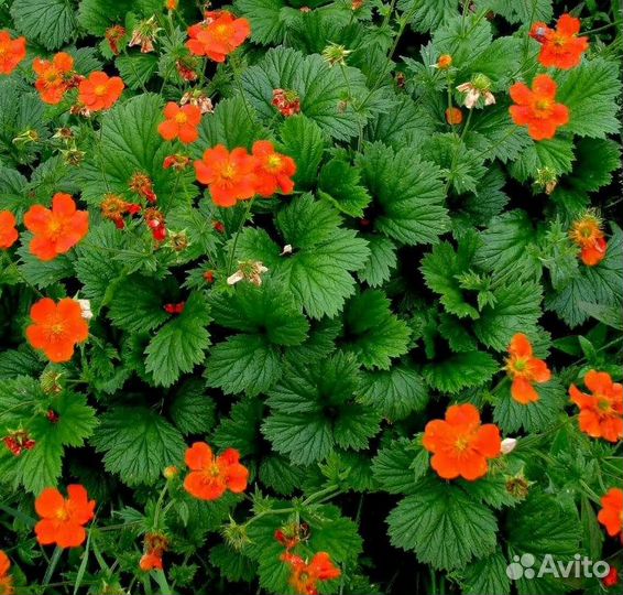 Нарцисс махровый, сортовой и Гравилат многолетний