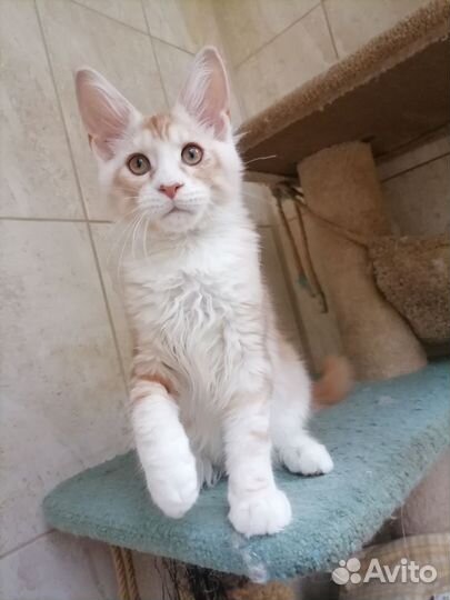 Котята мейн-кун