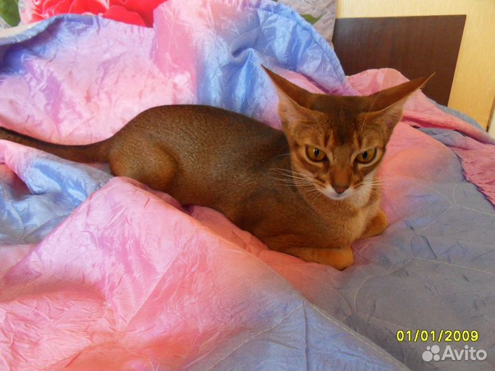 Абиссинские котята