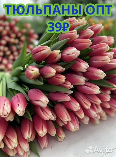 Тюльпаны опт Доставка цветов 101 51 25 тюльпан