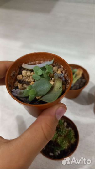 Суккуленты