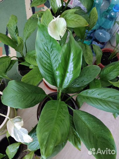 Спатифиллум Сильвио, пеларгония