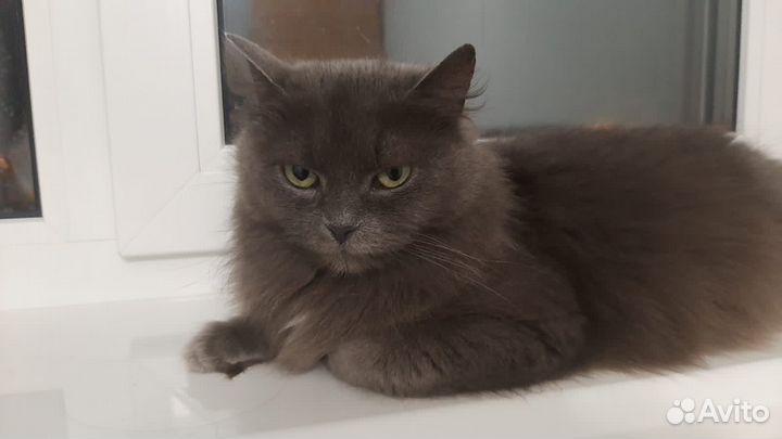 Ласковая,милая кошечка