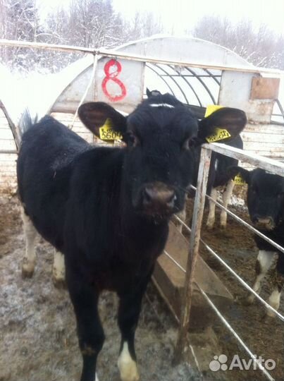 Телята бычки на доращивание