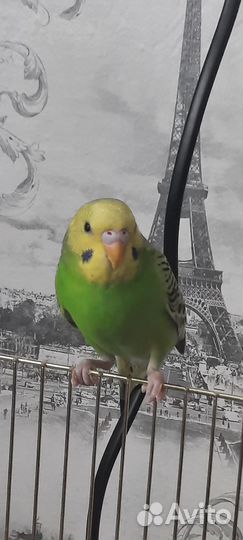 Волнистый попугай девочка