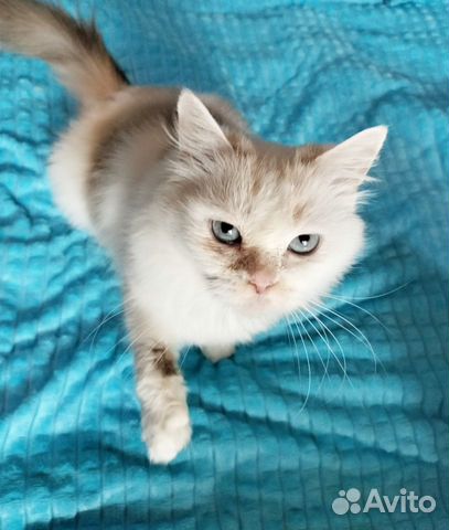 Голубоглазая персидская кошка из приюта объявление продам