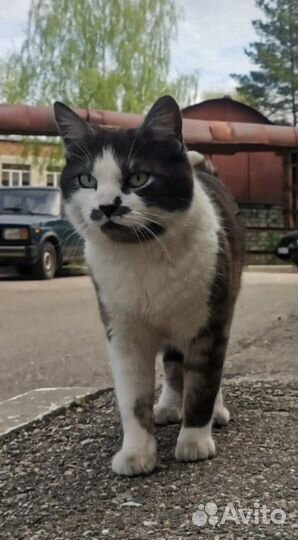 Кошка в добрые руки