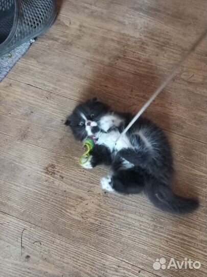 Кошки в добрые руки