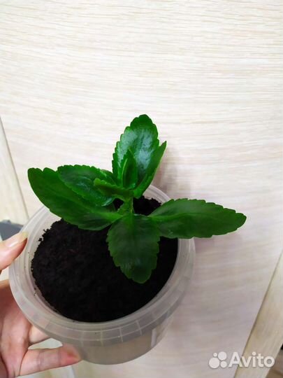 Каланхоэ, бегония, антуриум