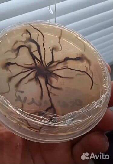 Опенок осенний Мицелий