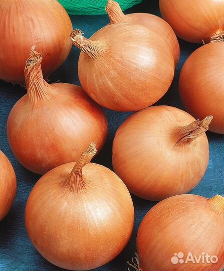 Семена лука 