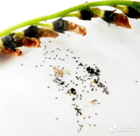 Росянки Capensis Rubra, Alba/Кислица/Oxalis