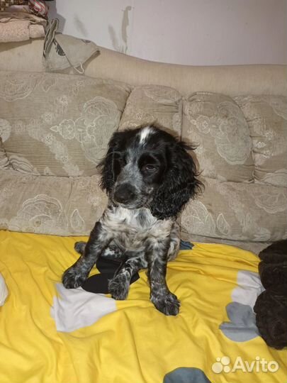 Русский спаниель