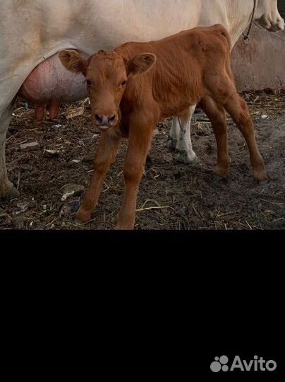 Коровы телята