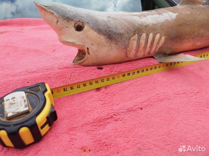 Чучело акулы 80см