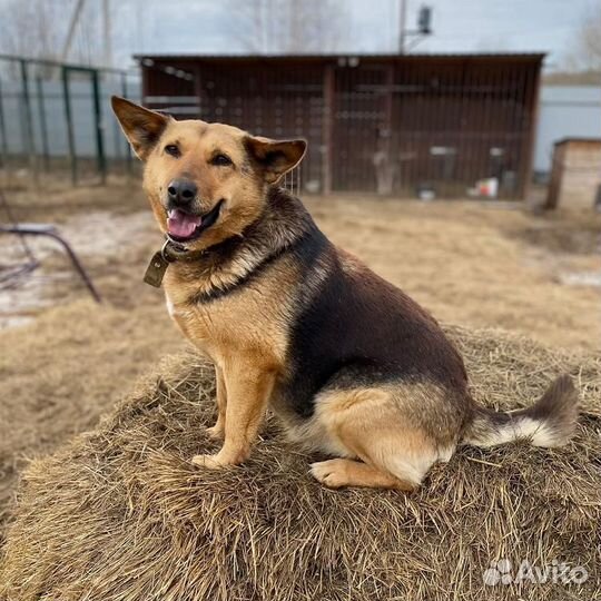 Мальта - собака - оптимистка