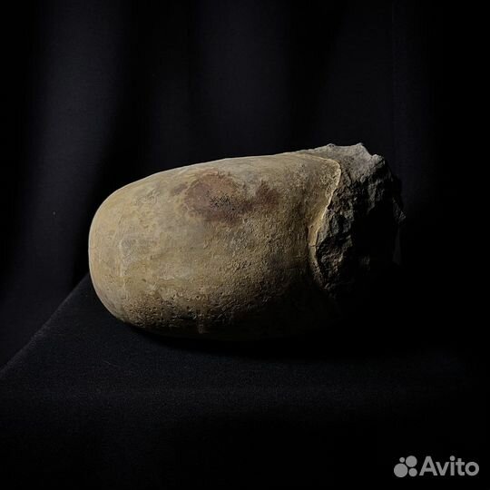 Наутилус Cymatoceras окаменелость ископаемое