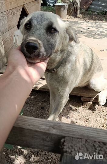 Собака в добрые руки щенок