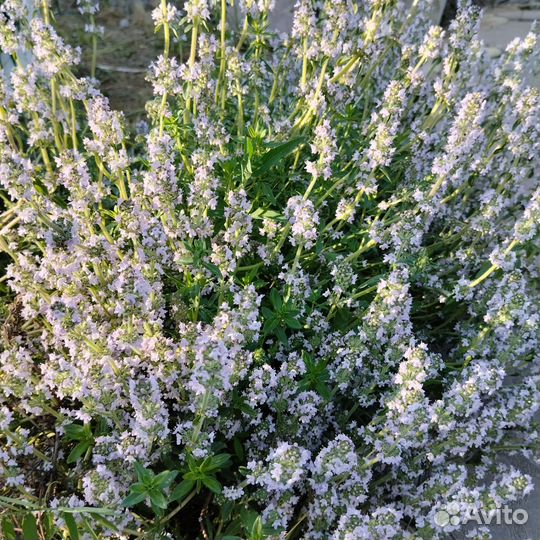 Thymus Продам чабрец чай с чабрецом ароматный