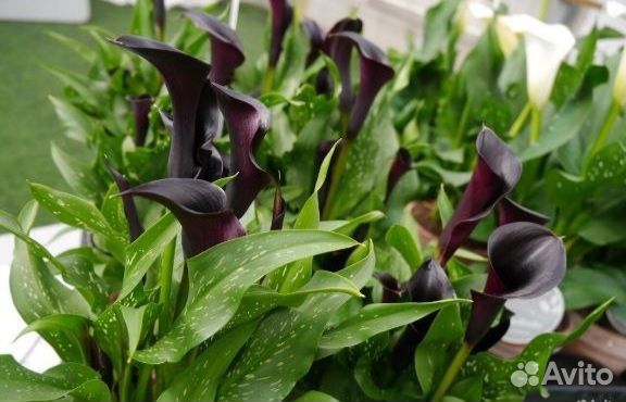 Луковицы Каллы Цветы