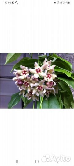 Редкие хойи