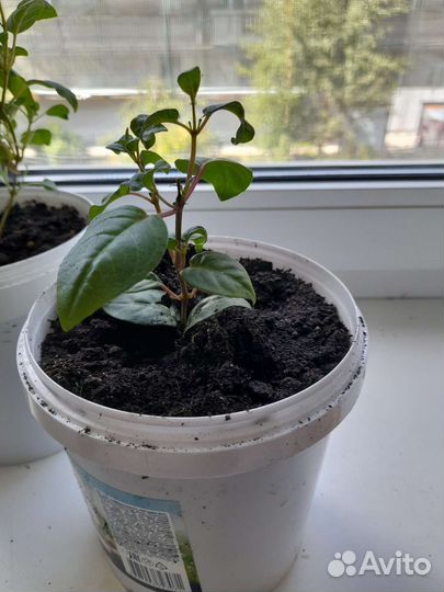 Комнатные цветы фуксия